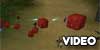 Age of Time meatcube battle