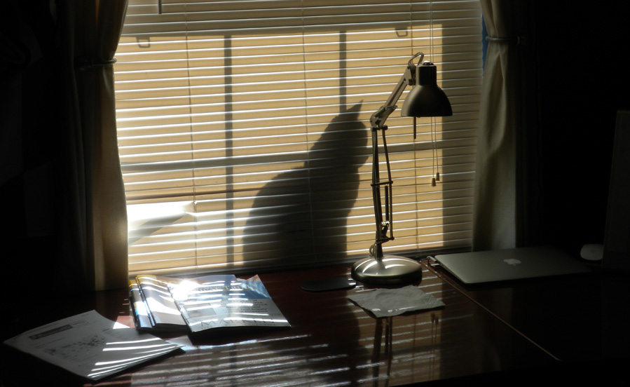 Cat In Window
