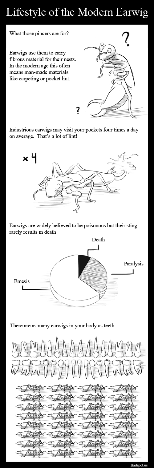 Comic Lifestyle of the Modern Earwig